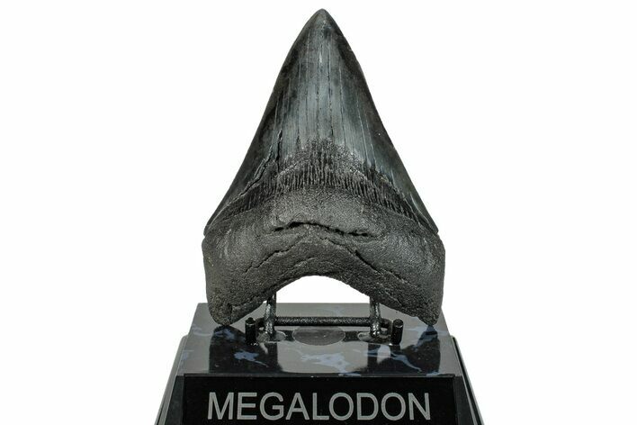 Serrated, Fossil Megalodon Tooth - South Carolina #272475